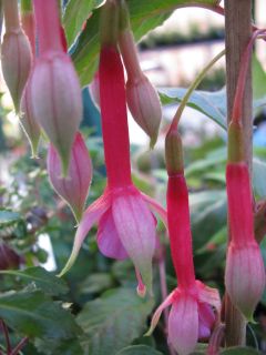 Fuchsia Vincent van Gogh 03