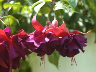 Fuchsienbild Violet Rosette 01