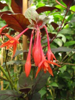 Fuchsia Virginia Curryer 01