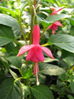 Fuchsia Vita 01