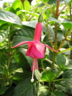 Fuchsia Vita 02