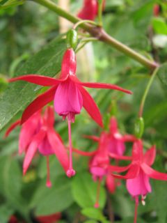 Fuchsia Vitalo 01