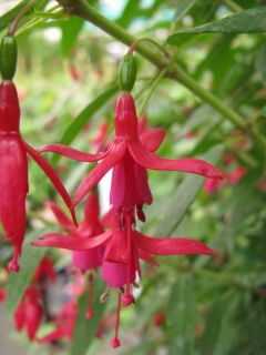 Fuchsia Vitalo 02