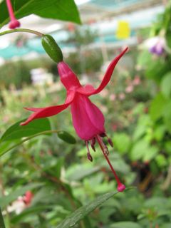 Fuchsia Vitalo 03