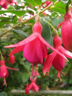 Fuchsia Voegtles Hardy 01