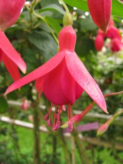 Fuchsia Voegtles Hardy 02