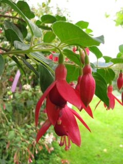 Fuchsia Voegtles Hardy 03