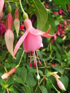 Fuchsia Vogelsank 01