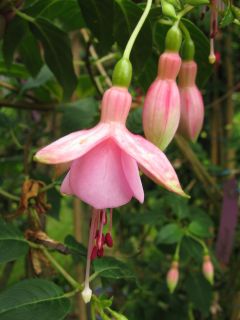 Fuchsia Vogelsank 02