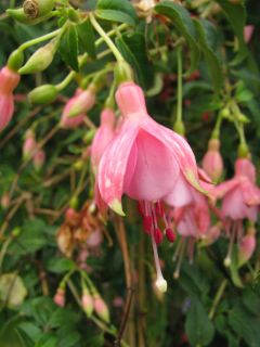 Fuchsia Vogelsank 03