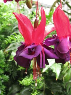 Fuchsia Voodoo 02