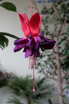 Fuchsia Voodoo 03