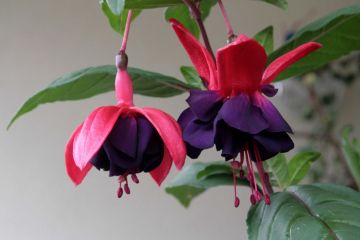 Fuchsia Voodoo 04