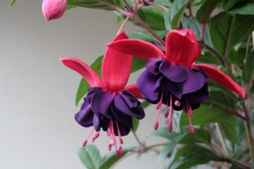 Fuchsia Voodoo 05