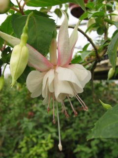 Fuchsienbild Vreny Schleeweiss 02