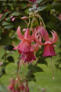 Fuchsienbild WALZ Banjo 01