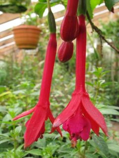 Fuchsienbild WALZ Hoorn 01