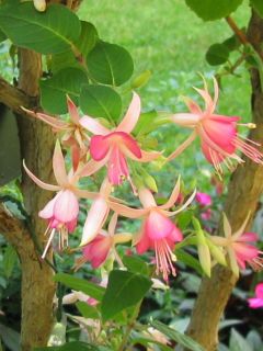 Fuchsienbild WALZ Jubelteen 01