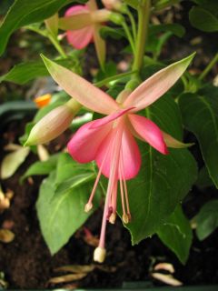 Fuchsienbild WALZ Jubelteen 03