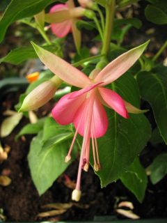 Fuchsienbild WALZ Jubelteen 03