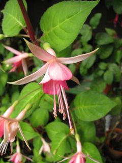 Fuchsienbild WALZ Jubelteen 04