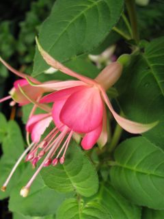 Fuchsienbild WALZ Jubelteen 05