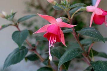 Fuchsienbild WALZ Jubelteen 06