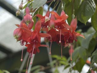 Fuchsienbild WALZ Mandoline 01