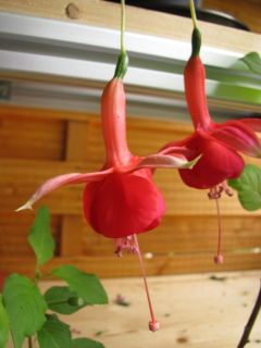 Fuchsienbild WALZ Mandoline 03