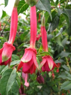 Fuchsienbild WALZ Tuba 06