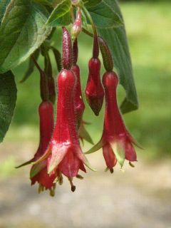 Fuchsienbild WALZ Vuurpijl 01