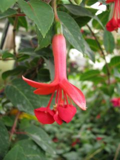 Fuchsienbild Waanrode Bloemdorp 01