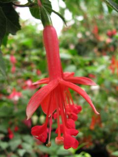 Fuchsienbild Waanrode Bloemdorp 02