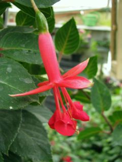 Fuchsienbild Waanrode Bloemdorp 03