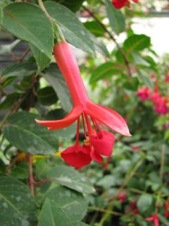 Fuchsienbild Waanrode Bloemdorp 04