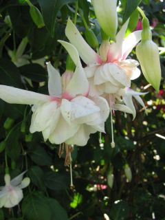 Fuchsienbild Waanrodes Silver Star 01