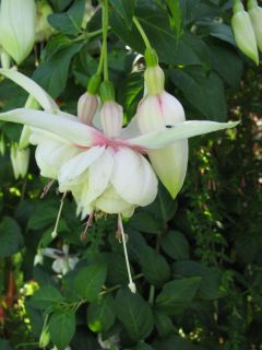 Fuchsienbild Waanrodes Silver Star 02