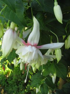 Fuchsienbild Waanrodes Silver Star 03