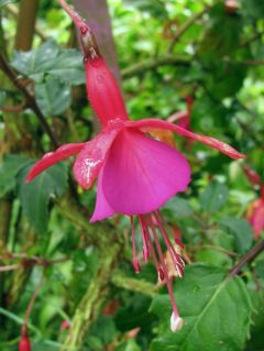 Fuchsienbild Waedenswil 01