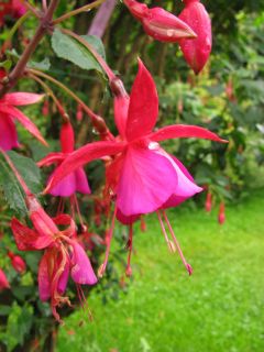 Fuchsienbild Waedenswil 03