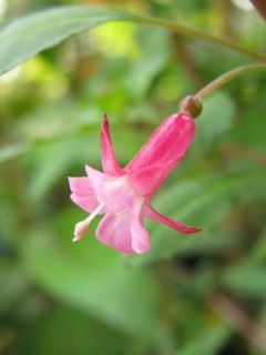 Fuchsienbild Waldfee 01