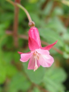 Fuchsienbild Waldfee 02