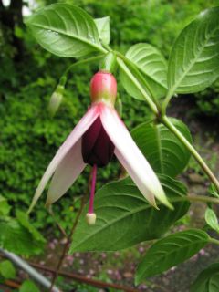 Fuchsienbild Waldi 01