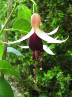 Fuchsienbild Waldi 02