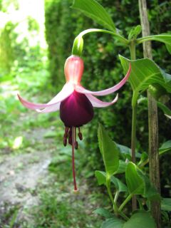 Fuchsienbild Waldi 03