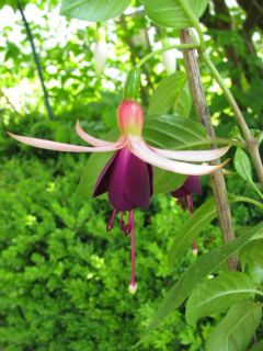 Fuchsienbild Waldi 04