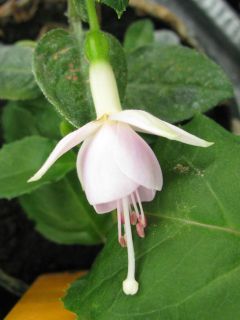 Fuchsienbild Waldis Alina 01