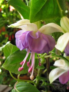 Fuchsienbild Waldis Aquamarin 01