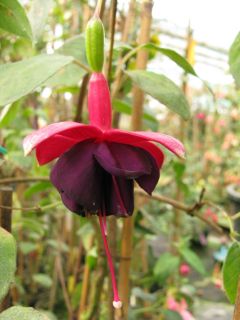 Fuchsienbild Waldis Carmen 01