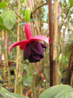 Fuchsienbild Waldis Carmen 02